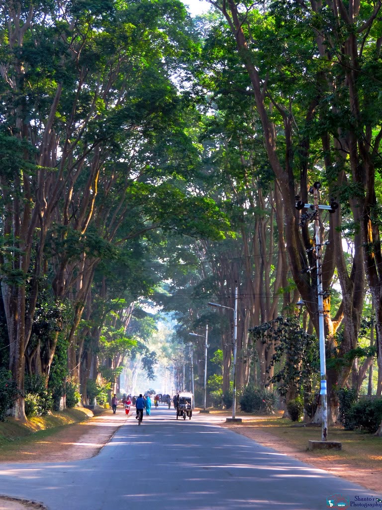 Tree-lined avenue on Rajshahi University campus